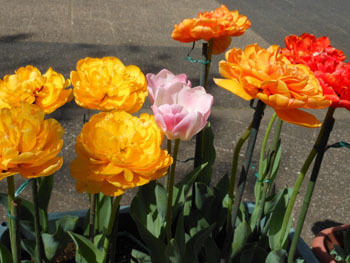 180525_tulip05.jpg