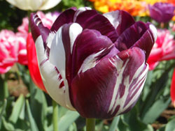 180525_tulip07.jpg