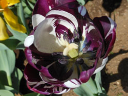 180525_tulip08.jpg
