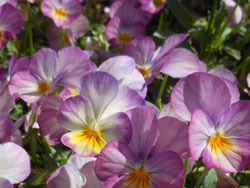 180525_viola3.jpg
