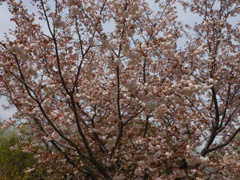 180527_sakura03.jpg