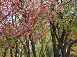180527_sakura05.jpg