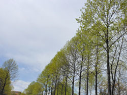 180527_yurinoki3.jpg