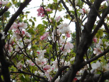 180530_genpei_m2.jpg