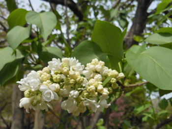 180604_lilac1.jpg