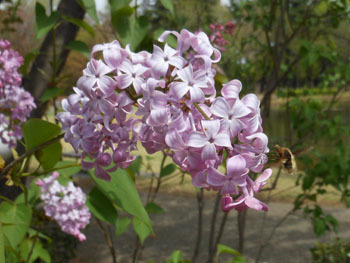 180604_lilac3.jpg