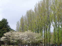 180604_poplar1.jpg