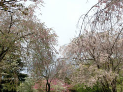 180604_y_sidare2.jpg