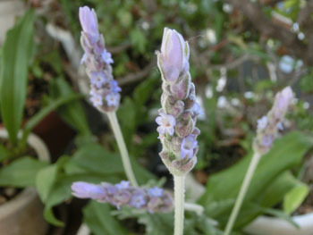180614_f_lavender2_410.jpg