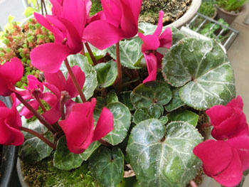 180614_m_cyclamen.jpg