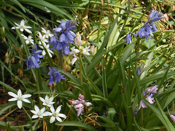 180619_scilla_c2.jpg