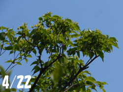 180622_yamabosi1.jpg
