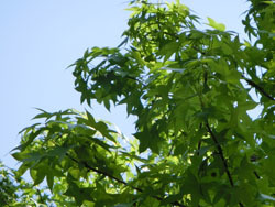 180624_momigiba_f1.jpg