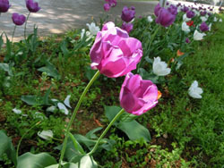 180624_tulip1.jpg