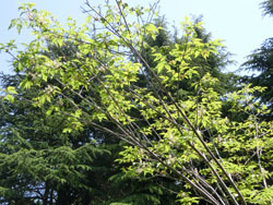 180625_m_aodamo2.jpg