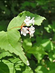 180629_o_yozome.jpg