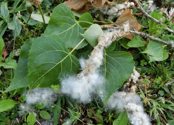 180719_k_poplar3.jpg