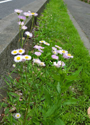 180728_harujion.jpg