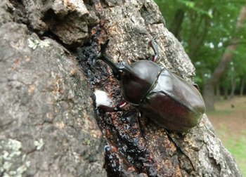 180728_kabuto_m2.jpg