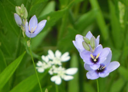 180729_ixia.jpg