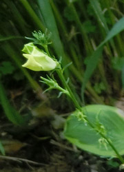 180812_incarvillea_s3.jpg