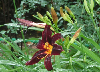 180823_hemerocallis.jpg