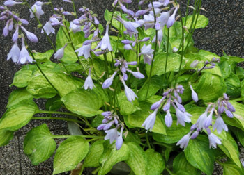 180823_hosta2.jpg