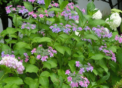 180823_s_ajisai09.jpg