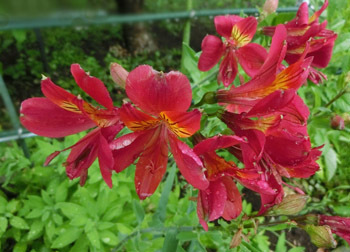 180824_alstroemeria.jpg