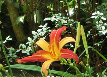 180827_hemerocallis2.jpg