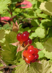 180827_nawasiro_i.jpg