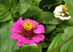 180827_zinnia2.jpg