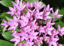 180908_pentas2.jpg