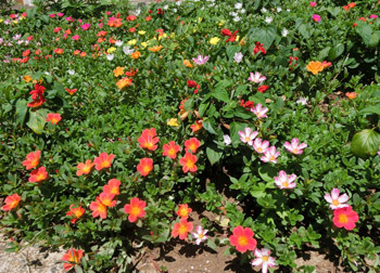 180914_portulaca1.jpg