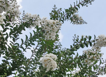180920_sarusuberi6.jpg