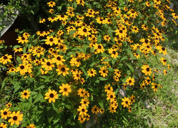 180921_rudbeckia1.jpg