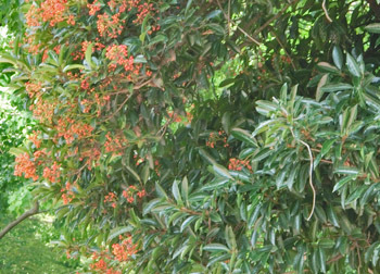 180927_sangoju1.jpg