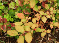 181018_natuhaze.jpg