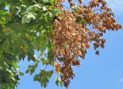 181024_aogiri1.jpg