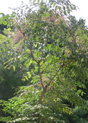 181026_taranoki2.jpg