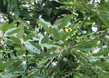 181029_sirodamo.jpg