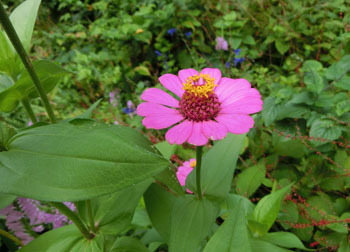 181104_zinnia1.jpg