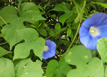 181107_a_asagao4.jpg