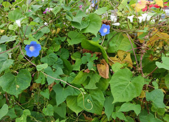 181111_fence2.jpg