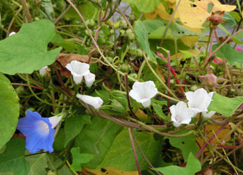 181111_mame_a.jpg
