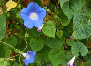 181111_maruba_a_a.jpg