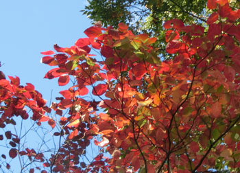 181129_yamabousi2.jpg