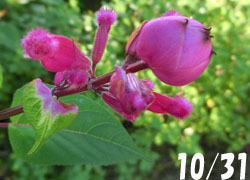 181130_roseleaf_s1.jpg
