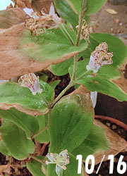 181202_yamajino_h2.jpg