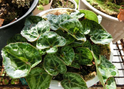 181203_m_cyclamen.jpg
